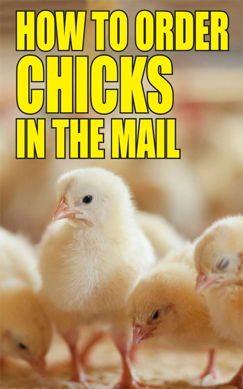 Order Chicks In Mail