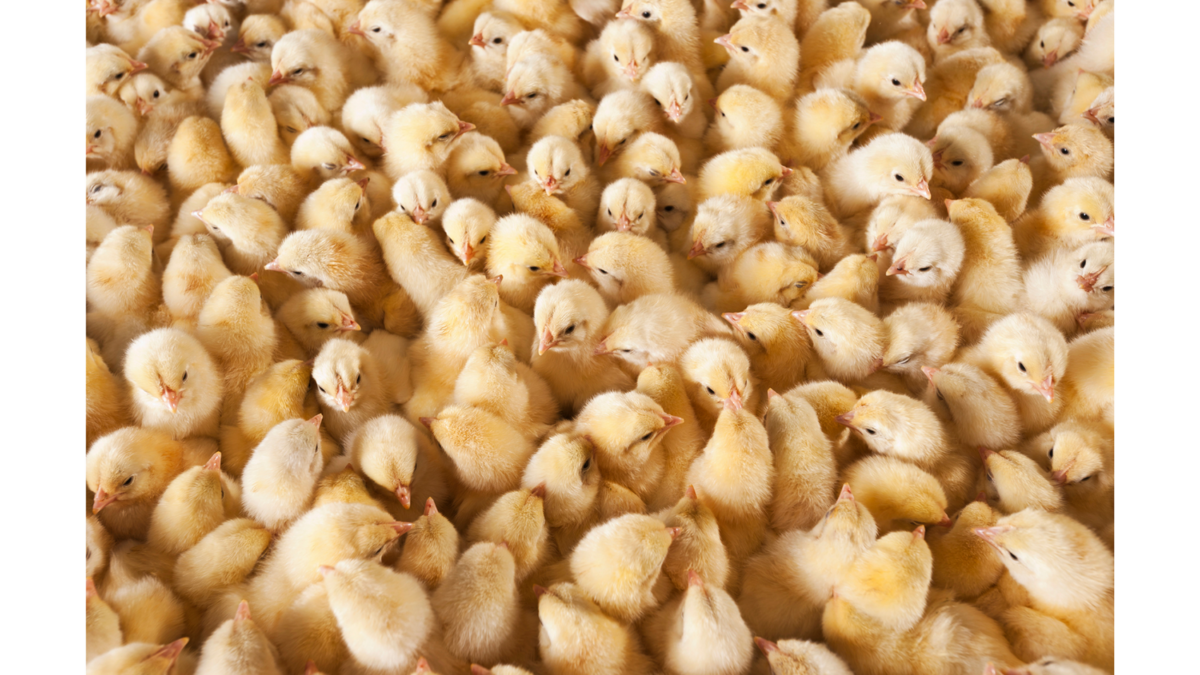 Springtime Chicks