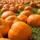 Pumpkin Wars