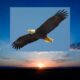 Look to the Eagle in the East Cover