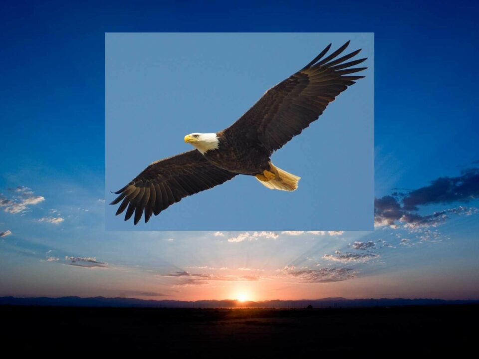 Look to the Eagle in the East Cover