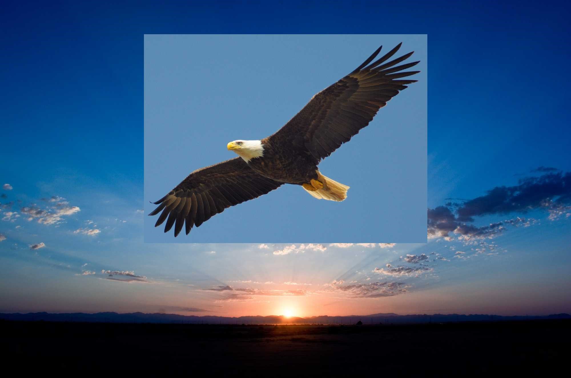 Look to the Eagle in the East Cover