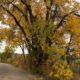 Fall Colors