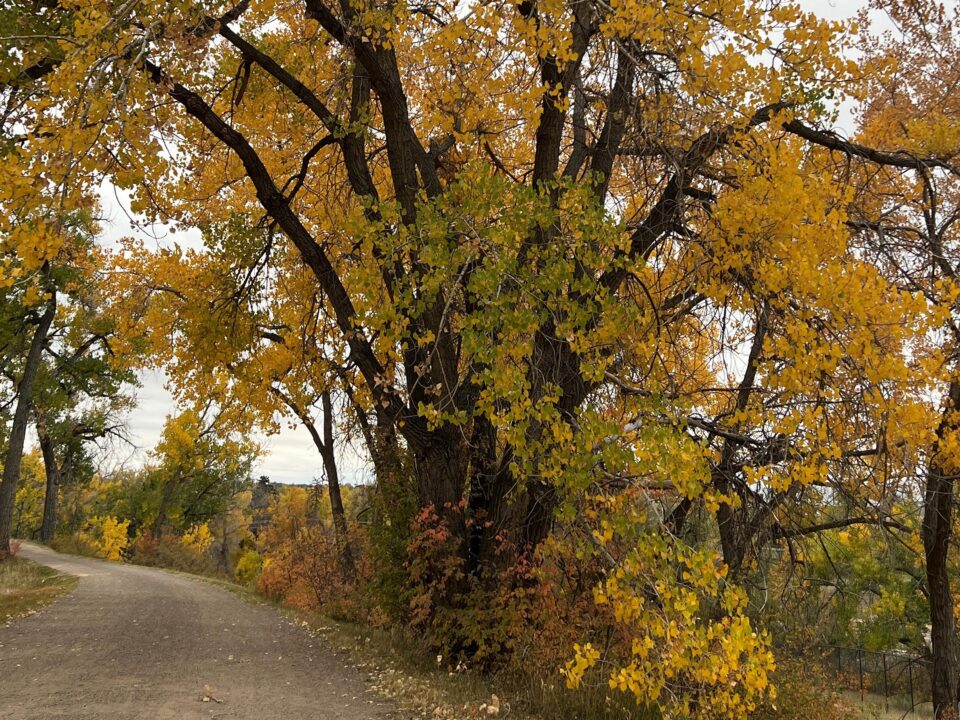 Fall Colors