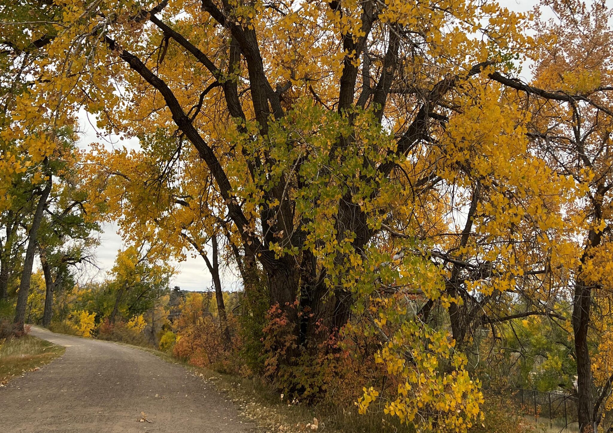 Fall Colors