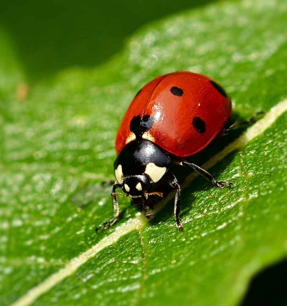 Ladybug