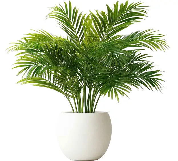 tropical plant